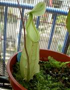 Nepenthes rafflesiana var. nivea 1